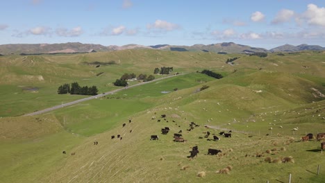 Numerous-cows-on-the-rolling-hills-of-Marlborough,-New-Zealand-next-to-a-country-highway