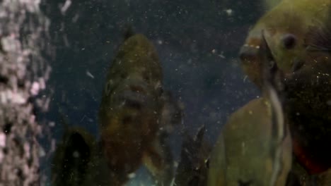 red bellied piranha, most famous ferocious fresh water fish inside an aquarium