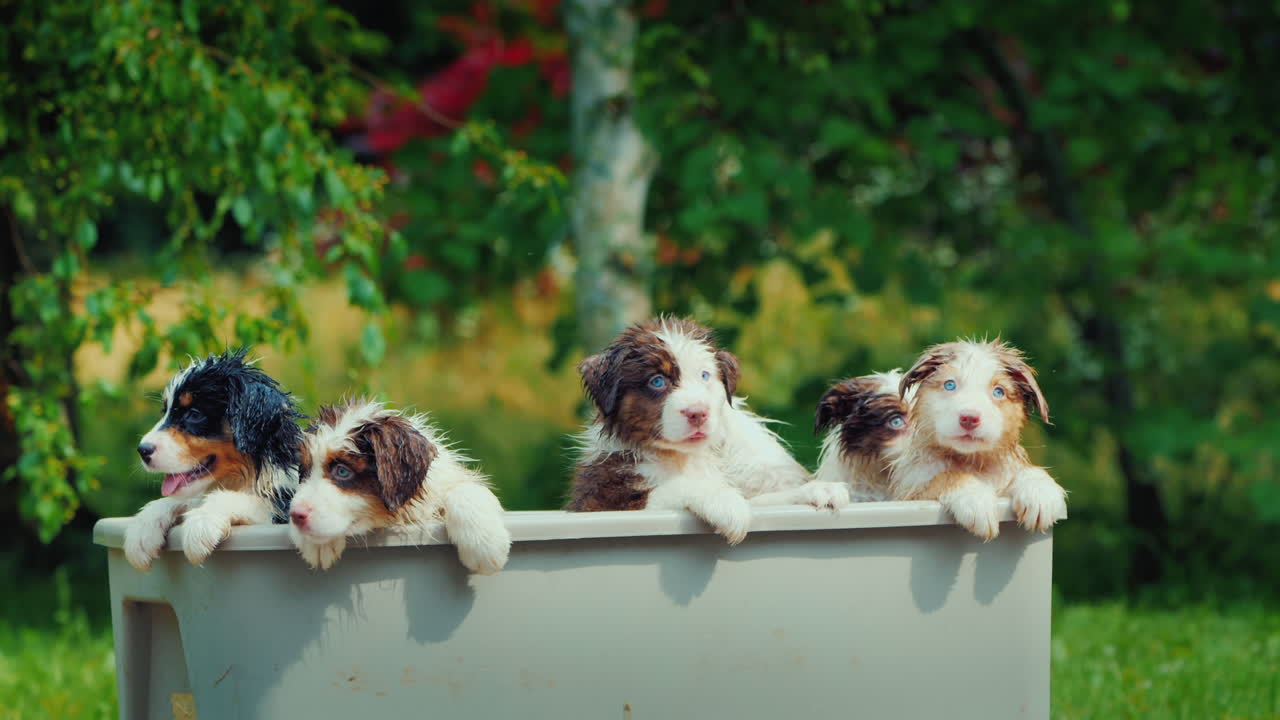 몇 마리의 젖은 강아지가 목욕을 훔쳐본 후 개과 가족의 단체 초상화