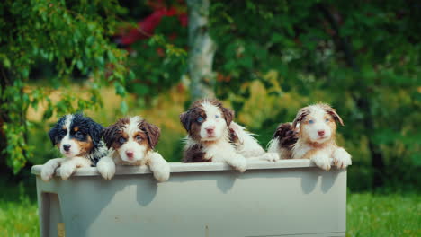 Gruppenbild-Einer-Hundefamilie-Nach-Dem-Baden-Lugen-Ein-Paar-Nasse-Welpen-Aus-Der-Wanne