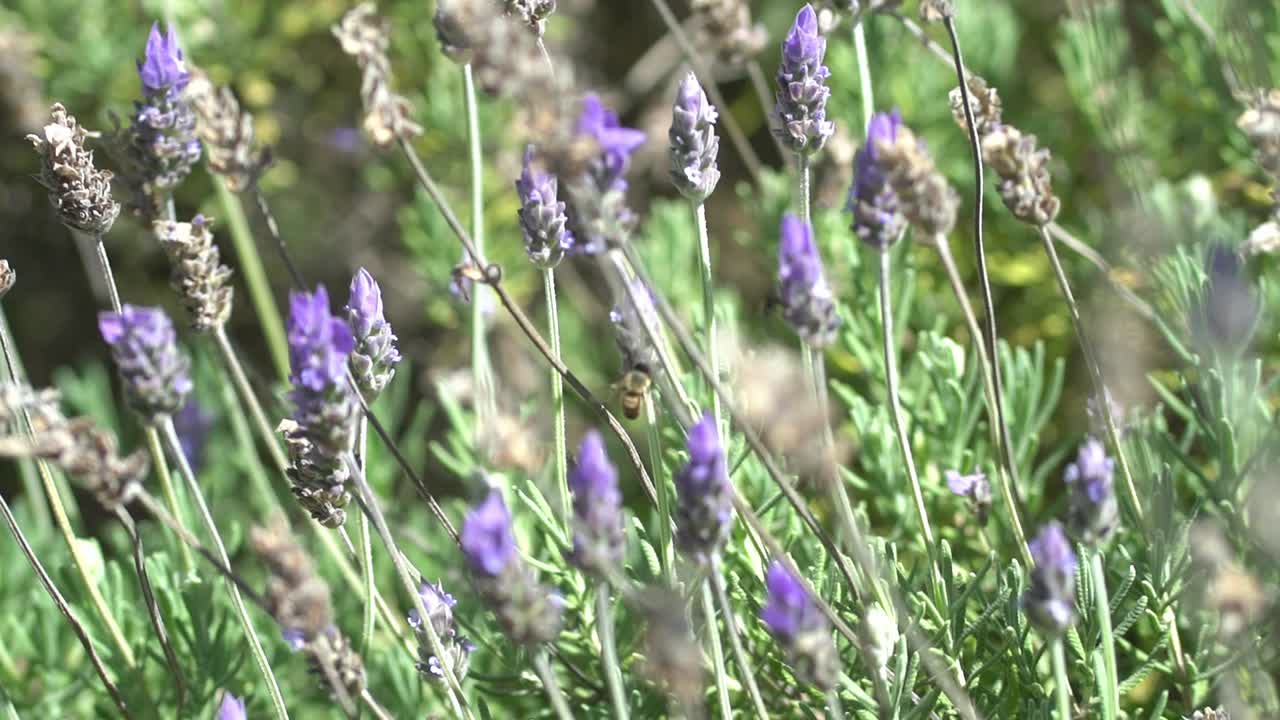 Långsam, handhållen tagning av ett ensamt bi som flyger från en lavendelblomma till en annan