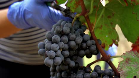 Vista-De-Cerca-De-Una-Mujer-Caucásica-Cortando-Un-Gran-Racimo-De-Uvas-Rojas,-Cámara-Lenta