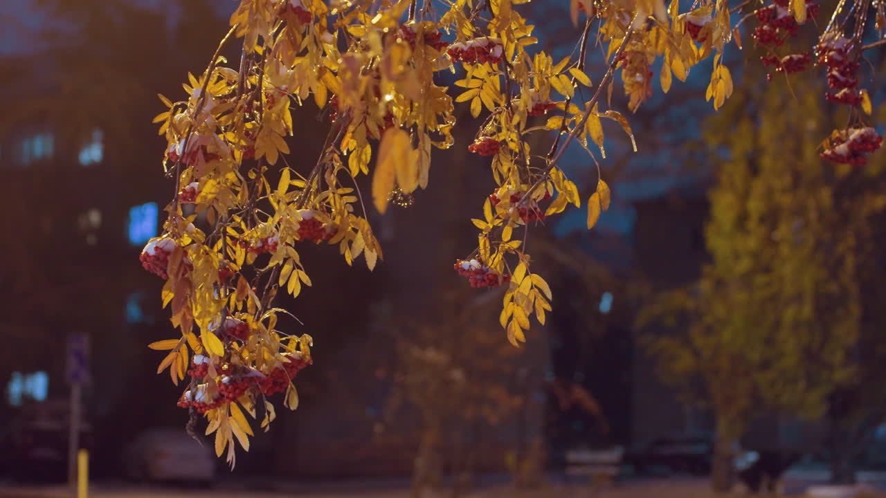 primer plano de una rama de árbol desnuda iluminada por la luz de la calle dorada, bajo un cielo azul profundo, con un coche pasando y un edificio residencial en el fondo