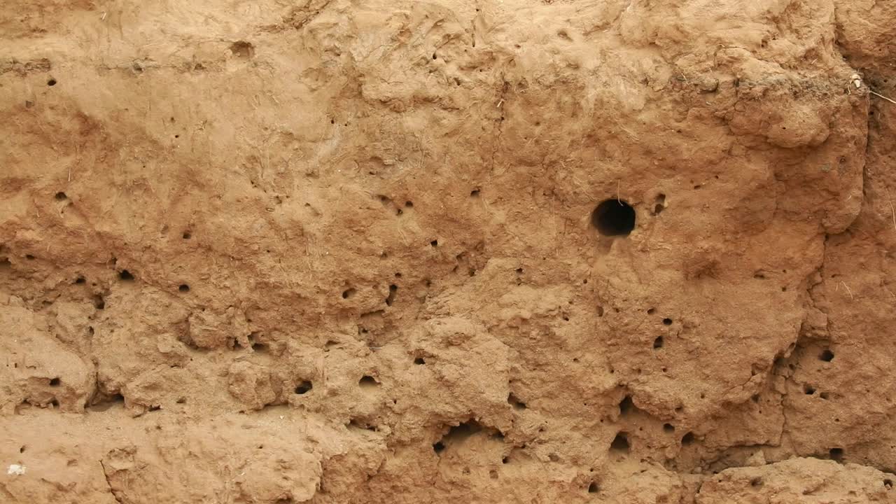 크루거 국립공원에 있는 둥지 안팎으로 날아다니는 작은 벌잡이의 넓은 사진