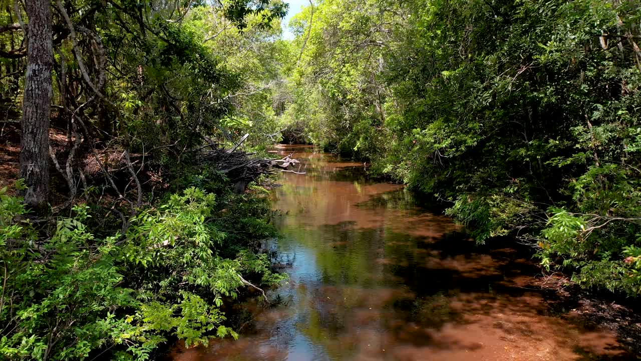 vista de drones del río con bosque ribereño protegido