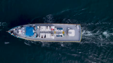 birdseye view of tourists watching dolphins play alongside boat