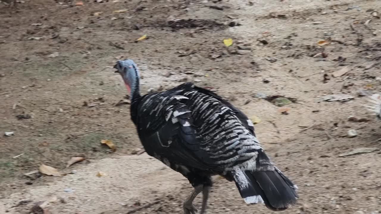 pavo salvaje en un hábitat natural