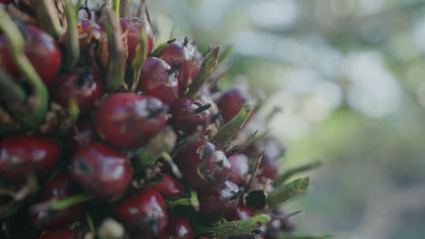 close-up of oil palm fruit cluster