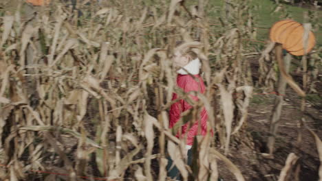 a child walks in a maze of corn. entertainment at the halloween fair