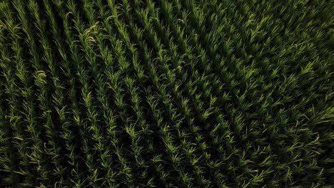 cinematic view of rice paddy field in summer season cultivating harvesting season local people rural village countryside work on land with family to harvest rice agriculture product iran plain plateau