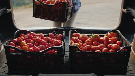 agricultor pone cajas de tomates en el maletero de un coche