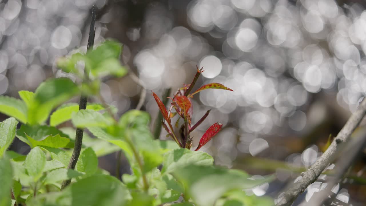 네팔의 하 물 강