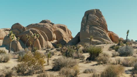 rocas y árboles de joshua en el desierto