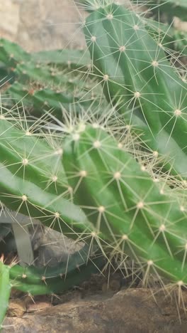 many different cacti in the botanical garden exhibition cacti many different cacti in the botanical garden exhibition cacti