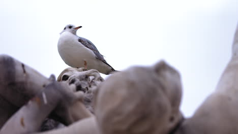 slow motion footage of a seagull resting on a statue at a park in paris, france