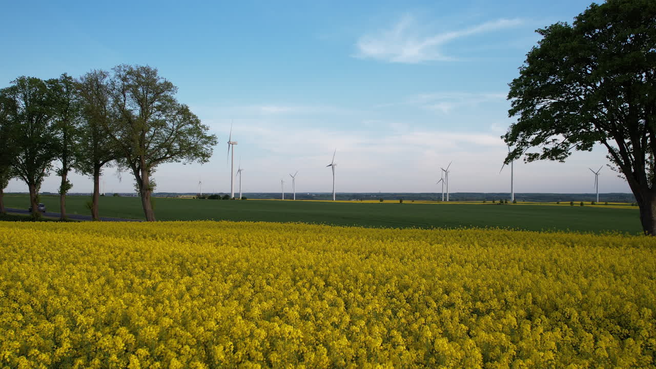 Aerial Low Agle View Landscape Blooming Yellow Rapeseed Fields in USA Countryside with Array of Wind Turbine Generators Rorating in Background, Car Travels Though Rural Country