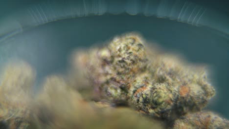 macro video giratorio de una planta de cannabis, cepas híbridas, sativa en un vidrio transparente, bruma púrpura, flor de marihuana, cámara lenta 120 fps, iluminación de estudio, borrón mágico, de arriba hacia abajo