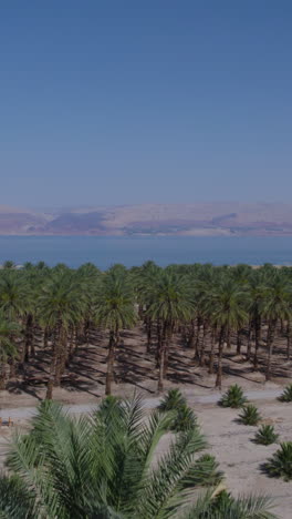 date plantations next to the dead sea growing in arid ozars - vertical shot