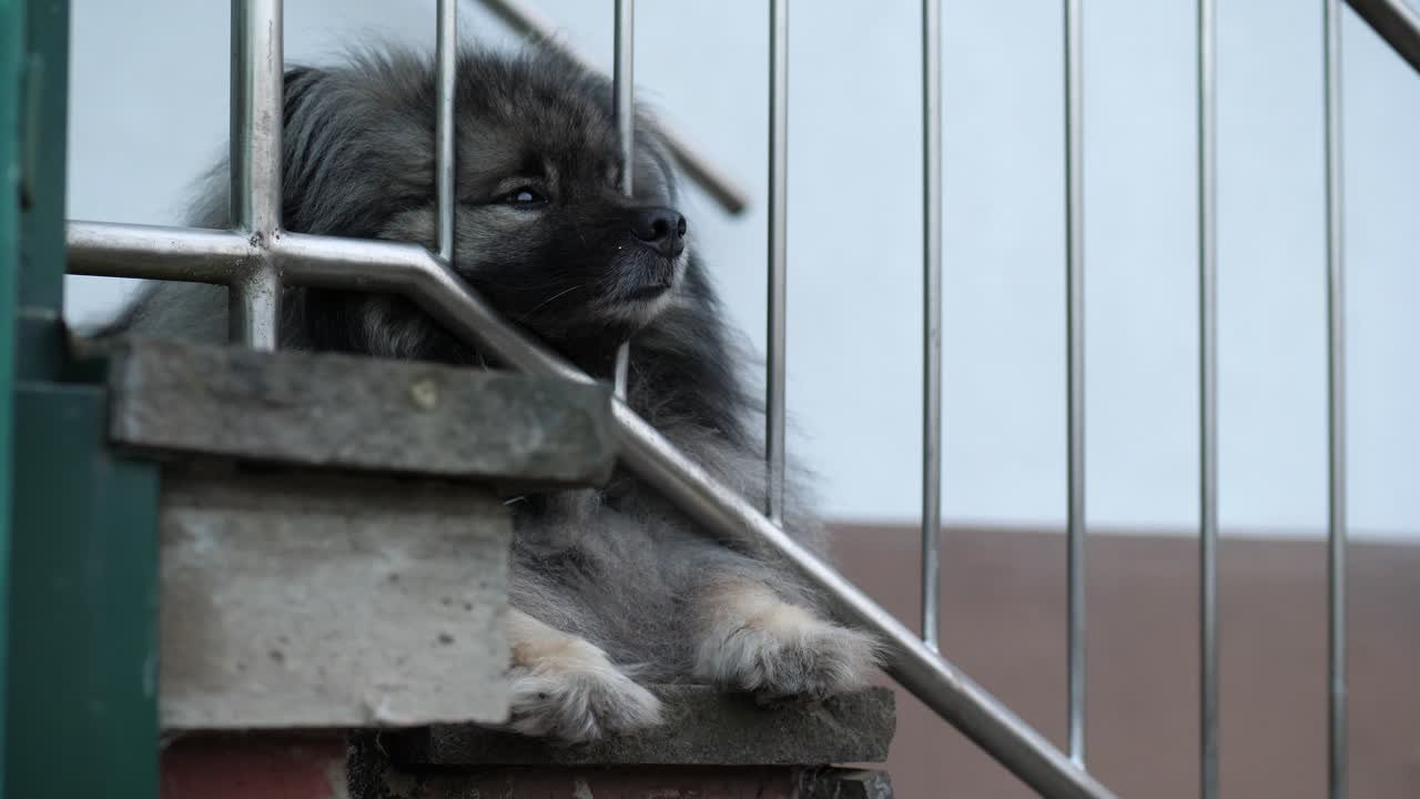 perro cansado y esponjoso tirado en las escaleras al aire libre