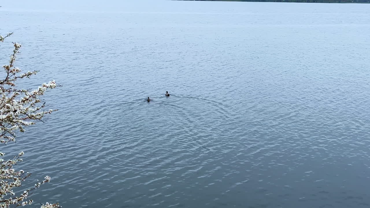 Two duckling swim by the river. Fowl offspring on the water. Tree branch in blossom is visible on the left.