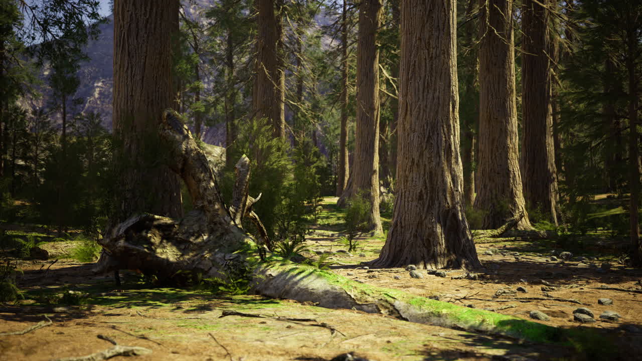 Foresta lussureggiante con alberi alti e un tronco caduto in un ambiente naturale sereno.