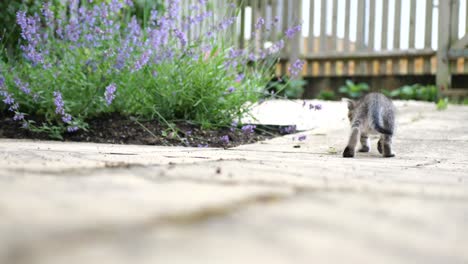 young kitten fascinated by bees flying around a lavender plant