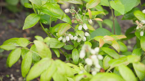 Flores-De-Arándanos-En-El-Jardín-De-Cerca