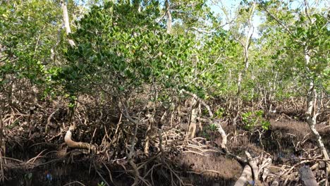 una vista serena de los frondosos manglares