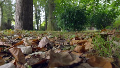 Herbstblätter-Auf-Dem-Boden
