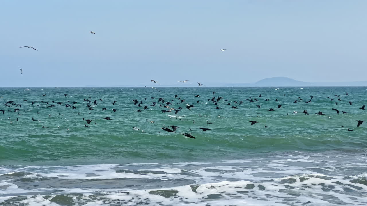 曇りの日、海岸沿いで岸辺近くに集まりながら、海の波の上を飛ぶ鳥たち。