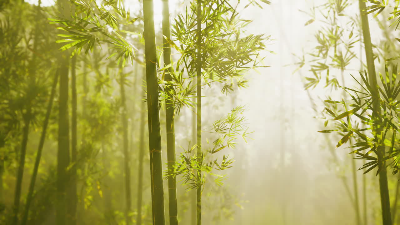 la luz del sol a través de un bosque de bambú