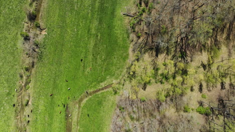 Herd-Of-Cows-On-Green-Pasture-Near-Glen-Springs-Lake-In-Tennessee,-USA