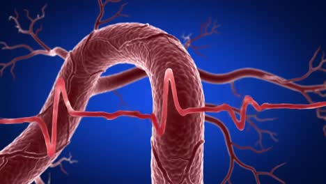 detailed visualization of blood flow and heartbeat dynamics through human blood vessels with emphasis on vascular health and circulatory system functionality