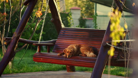 Golden-Retriever-Wartet-Draußen-Darauf,-Dass-Die-Besitzer-Nach-Hause-Kommen,-Und-Legt-Sich-Auf-Eine-Holzschaukel,-4k