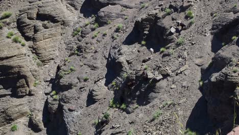 Imágenes-De-4k-De-Cabras-Caminando-En-La-Montaña-Del-Atlas,-Marruecos,-áfrica-Del-Norte