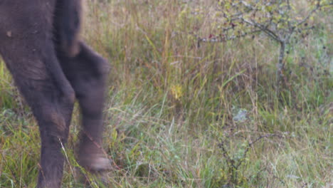 lindo bisonte europeo bonasus becerro sigue a su madre en un campo,chequia