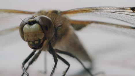 macro of a two-spotted dragonfly sits on a table