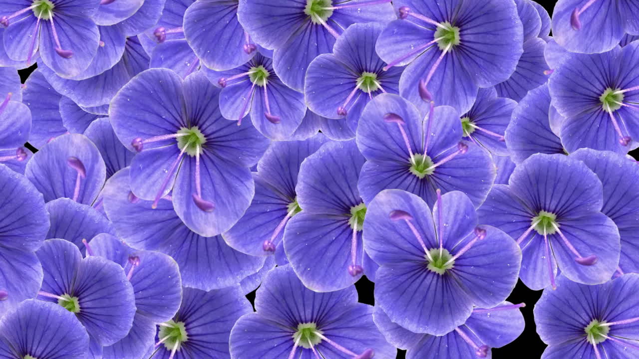 Purple Flowers Transitioning on Black Background