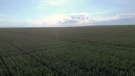 agricultural terrain with wheat crop fields on sunny morning