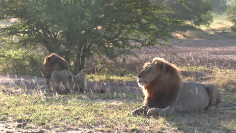 savanna landscape with male lions resting backlit by morning sun