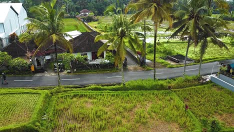 amazing cinematic ubud, bali drone footage with exotic rice terrace, small farms, village houses and agroforestry plantation