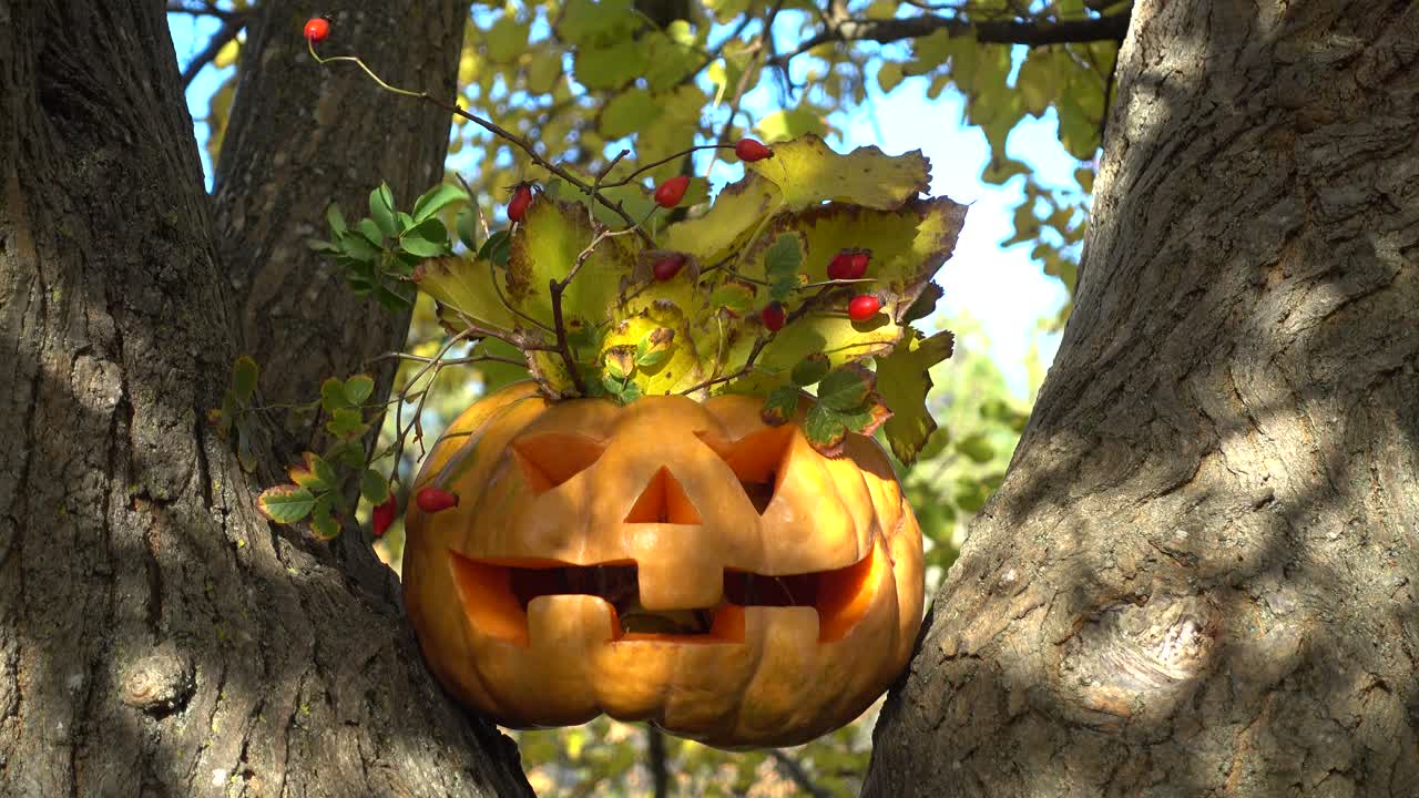 Calabaza espeluznante de Halloween. Grabación en un árbol en el bosque. Grabación en octubre.
