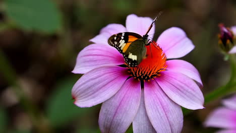 butterfly on a purple and orange flower