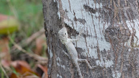 oriental garden lizard climbs up on tree trunk - close-up