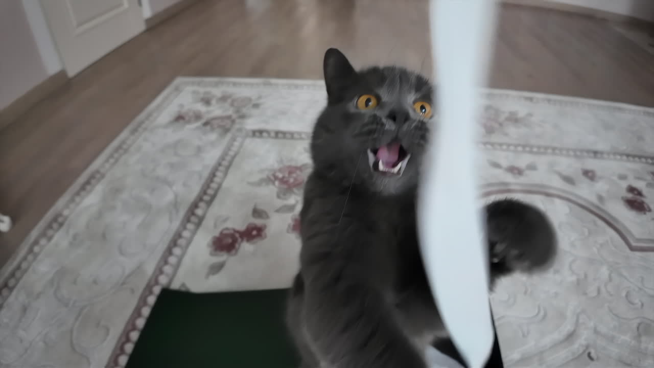 Black british fold cat playing at home close up