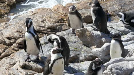 pingüinos jackass tomando el sol en las rocas después de nadar en el océano atlántico frente al cabo en sudáfrica