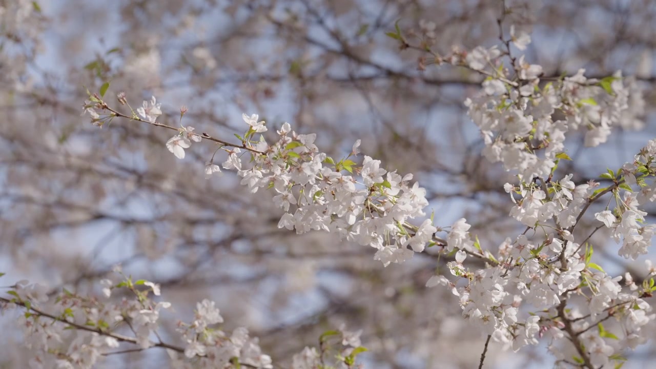 View of dense white cherry blossom clusters against a bright, clear blue sky. The branches are full of seasonal spring flowers illuminated by warm natural daylight.