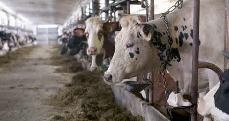 cow eating hay in farm barn agriculture dairy cows in agricultural farm barn 5