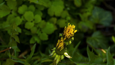 time lapse of dandelion opening in sunlight - zoom out