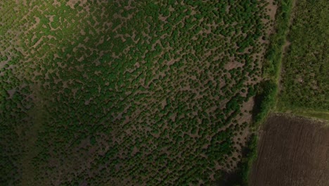 Paisaje-Verde-De-La-Agricultura-De-Tailandia-Mirando-Hacia-Abajo-Desde-Un-Disparo-Aéreo-De-Drones